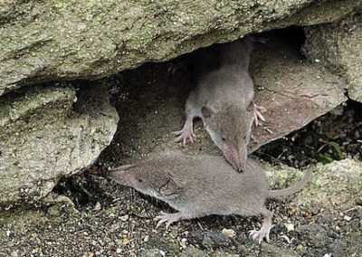 Hausspitzmaus (Crocidura russula)