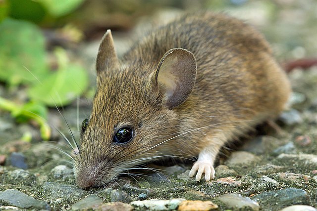 Gelbhalsmaus (Apodemus flavicollis)