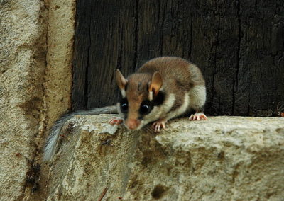 Gartenschläfer (Eliomys quercinus)