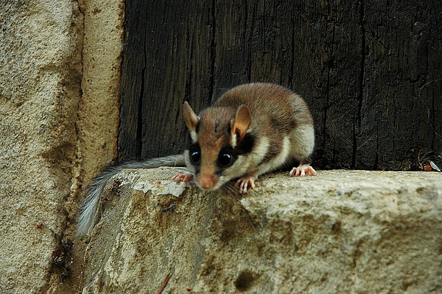 Gartenschläfer (Eliomys quercinus)