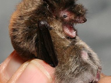 Große Bartfledermaus (Myotis brandtii)