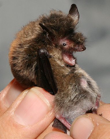 Große Bartfledermaus (Myotis brandtii)