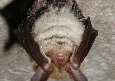 Bechsteinfledermaus (Myotis bechsteinii)