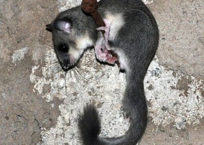 Siebenschläfer (Glis glis)