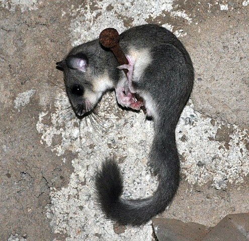 Siebenschläfer (Glis glis)