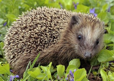 Braunbrustigel (Erinaceus europaeus)