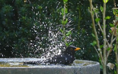 Stelle eine Vogeltränke auf