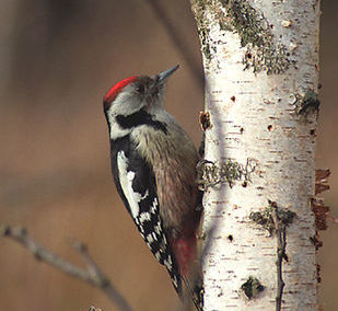 Mittelspecht (Leiopicus medius)