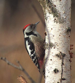 Mittelspecht (Leiopicus medius)