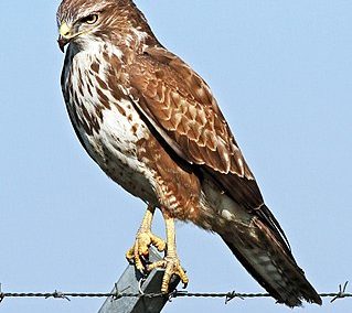 Mäusebussard (Buteo buteo)