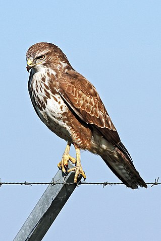 Mäusebussard (Buteo buteo)