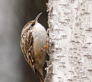 Gartenbaumläufer (Tertia brachydactyla)