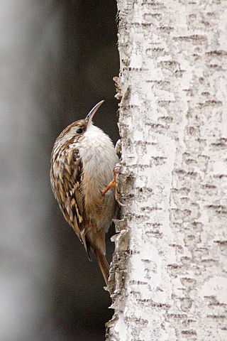 Gartenbaumläufer (Tertia brachydactyla)