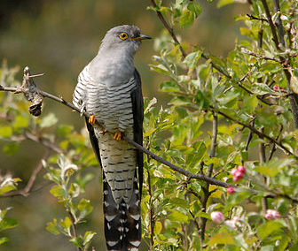 Kuckuck (Cuculus canorus)