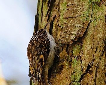 Waldbaumläufer (Certhia familiaris)