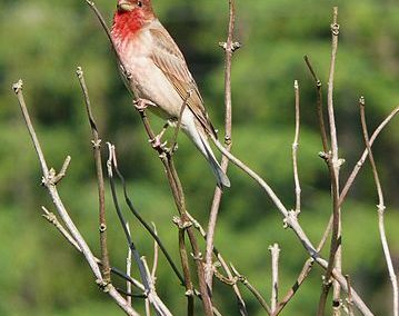 Karmingimpel (Carpodacus erythrinus)