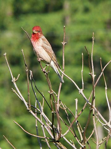 Karmingimpel (Carpodacus erythrinus)