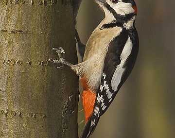 Buntspecht (Dendrocopos major)