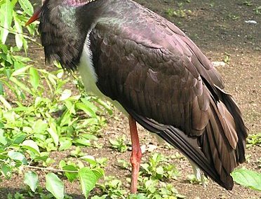 Schwarzstorch (Ciconia nigra)