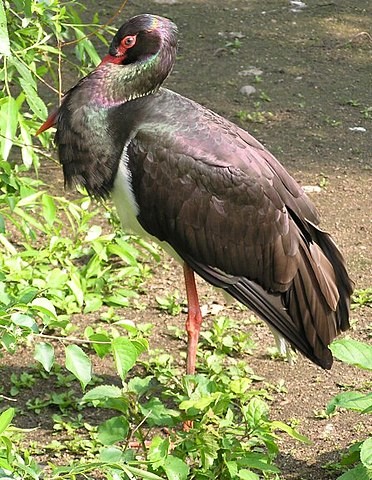 Schwarzstorch (Ciconia nigra)