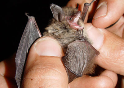 Kleine Bartfledermaus (Myotis mystacinus)