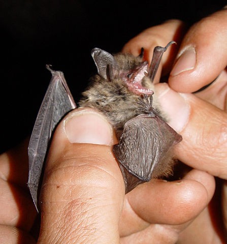 Kleine Bartfledermaus (Myotis mystacinus)