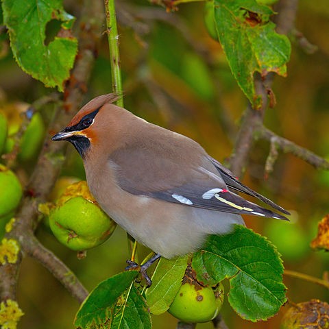 Seidenschwanz (Bombycilla garrulus)