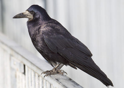 Saatkrähe (Corvus frugilegus)