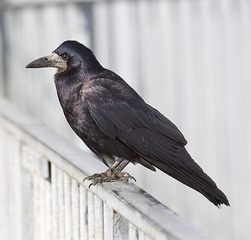 Saatkrähe (Corvus frugilegus)