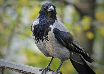 Aaskrähe (Corvus corone/ Corvus cornix)