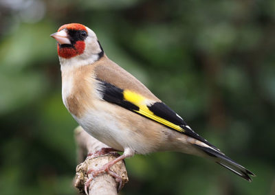 Stieglitz /Distelfink (Carduelis carduelis)