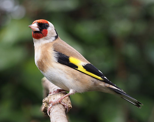 Stieglitz /Distelfink (Carduelis carduelis)