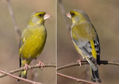 Grünfink (Chloris Chloris)