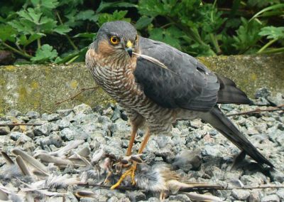 Sperber (Accipiter nisus)