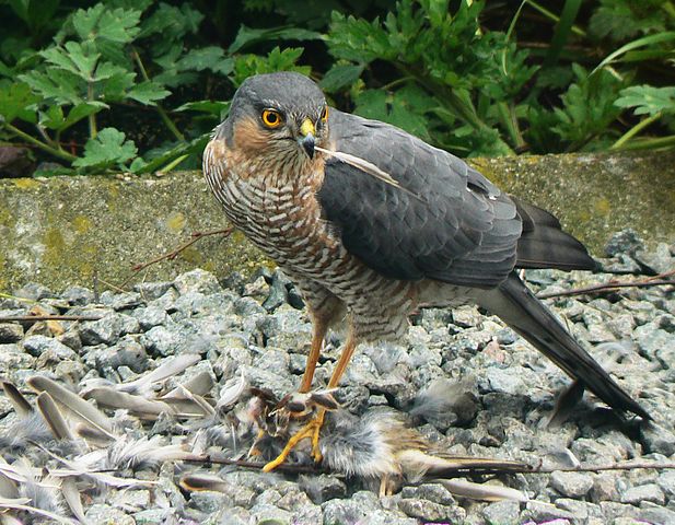 Sperber (Accipiter nisus)