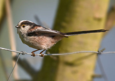 Schwanzmeise (Aegithalos caudatus europaeus)