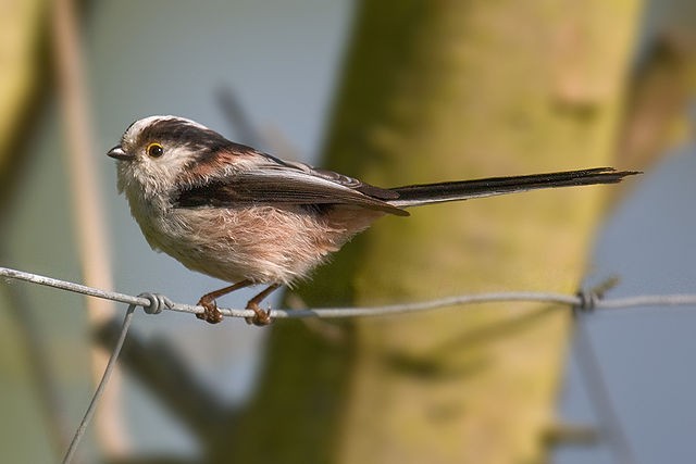 Schwanzmeise (Aegithalos caudatus europaeus)