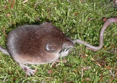 Waldspitzmaus (Sorex araneus)