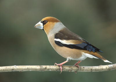 Kernbeißer (Coccothraustes coccothraustes)