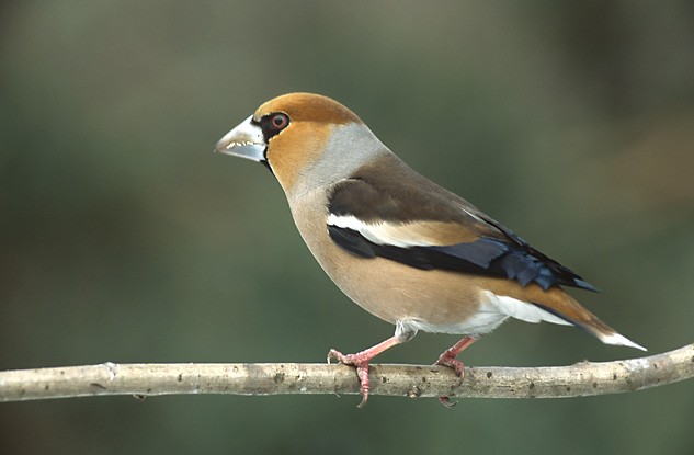 Kernbeißer (Coccothraustes coccothraustes)