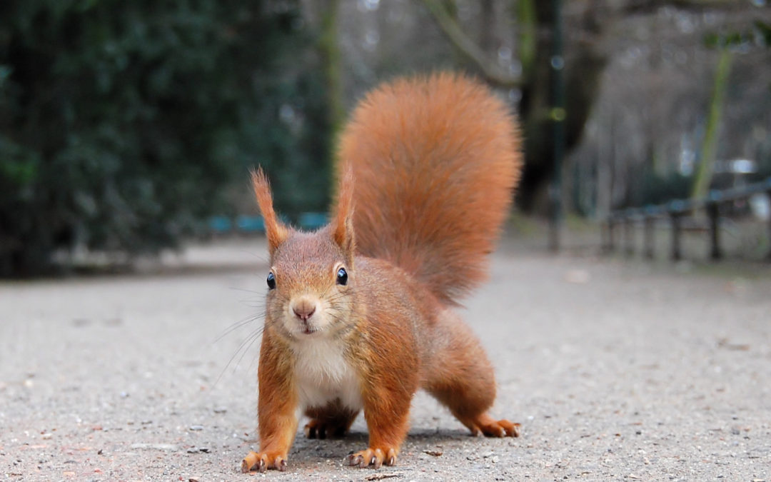 Eurasisches Eichhörnchen (Sciurus vulgaris)