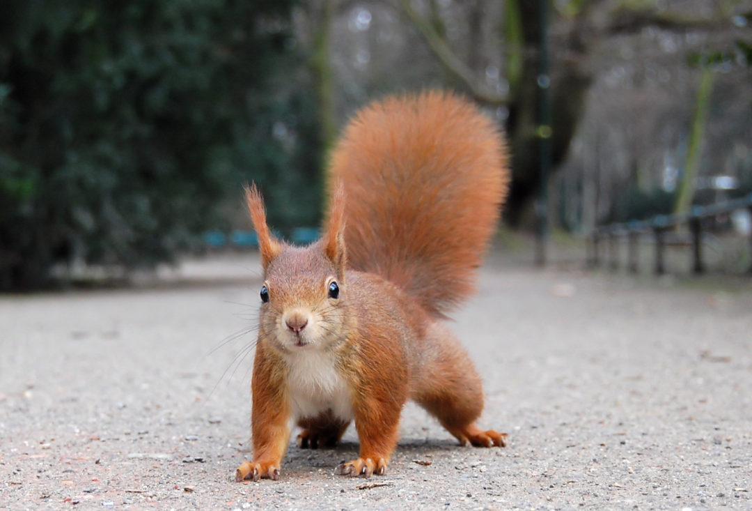 Eurasisches Eichhörnchen (Sciurus vulgaris)