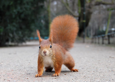 Eurasisches Eichhörnchen (Sciurus vulgaris)