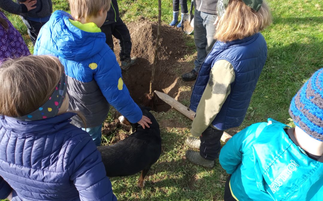 6 Apfelbäume für Ritteln