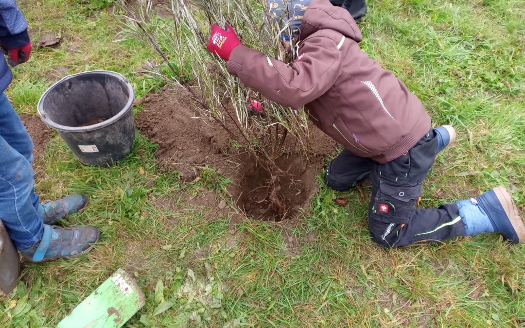 Schulklasse pflanzt Hecke in Waldburg