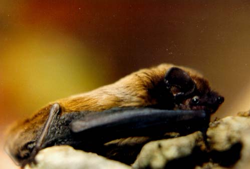 Kleiner Abendsegler (Nyctalus leisleri)