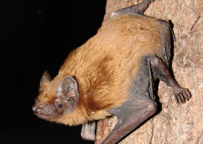 Großer Abendsegler (Nyctalus noctula)