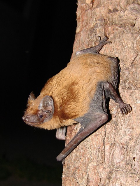 Großer Abendsegler (Nyctalus noctula)