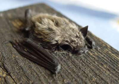 Weißrandfledermaus (Pipistrellus kuhlii)