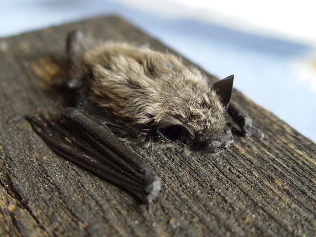 Weißrandfledermaus (Pipistrellus kuhlii)